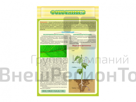 Стенд Фотосинтез.