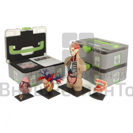 Учебный набор "Анатомия в деталях", учительский.