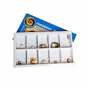 Коллекция образцов Раковины моллюсков