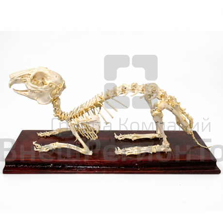 Скелет кролика.