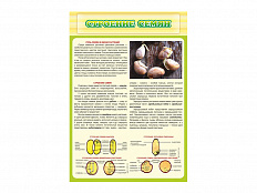 Стенд Строение семян