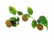 Ветка муляжей Киви