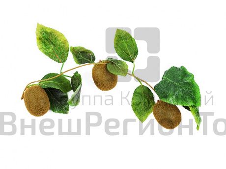 Ветка муляжей Киви.