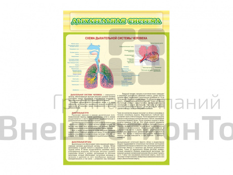 Стенд Дыхательная система.