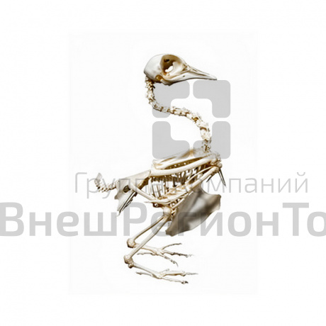Скелет голубя.