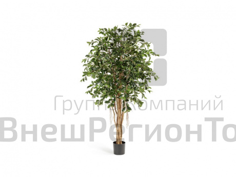 Фикус.