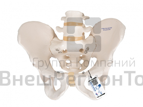 Модель скелета мужского таза.