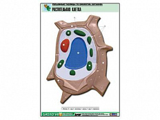 Рельефная таблица Растительная клетка, А1