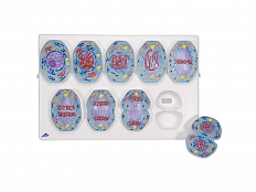 Модель митоза