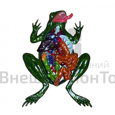 Модель барельефная "Внутреннее строение лягушки".