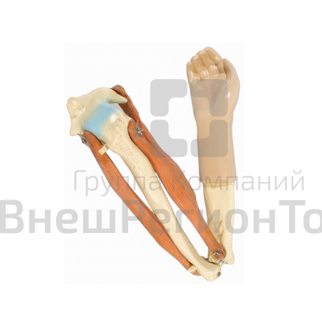 Модель локтевого сустава подвижная.