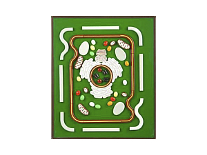 Аппликация-модель «Строение клетки»