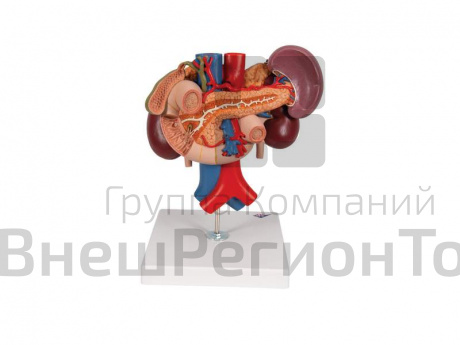 Модель почки с органами задней части верхнего отдела брюшной полости.