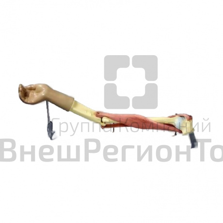 Модель "Локтевой сустав" (подвижная).