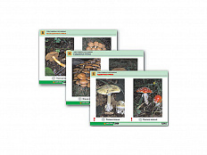 Комплект раздаточных таблиц "Грибы съедобные и несъедобные", А4, 8 шт