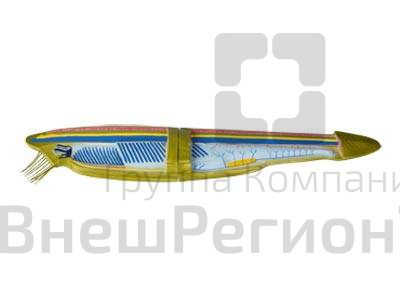 Модель ланцетника.