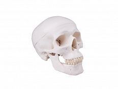Анатомический макет черепа человека