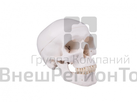 Анатомический макет черепа человека.