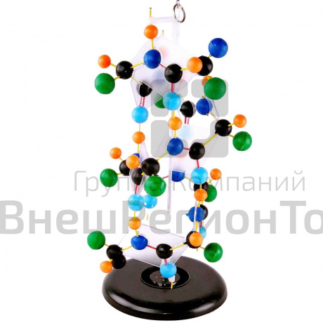 Модель "Структура белка".