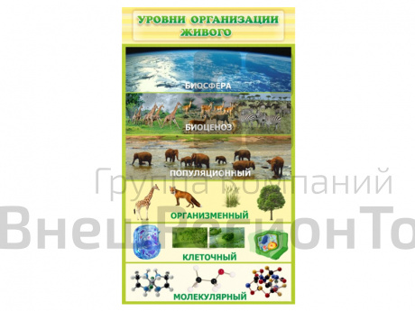 Стенд Уровни организации живого.