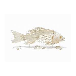 Скелет костистой рыбы