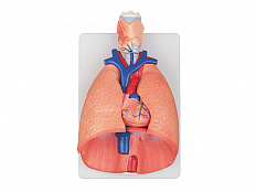 Модель "Система органов дыхания"