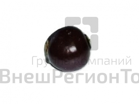 Муляж Свекла.