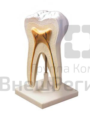 Модель строения зуба.