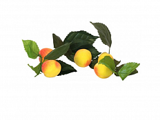 Ветка муляжей Абрикосы