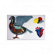 Модель барельефная "Внутреннее строение голубя"