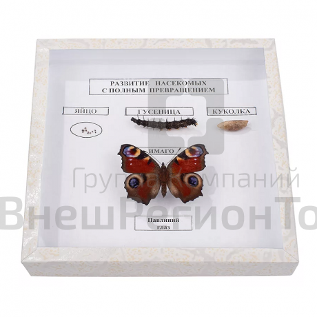 Коллекция энтомологическая "Развитие насекомых с полным превращением".