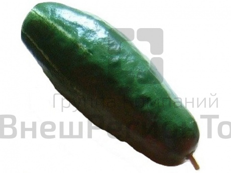 Муляж Огурец.