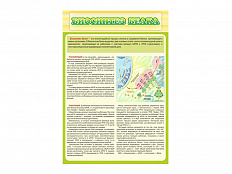 Стенд Биосинтез белка