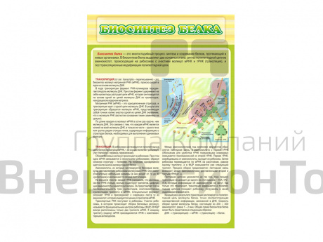 Стенд Биосинтез белка.