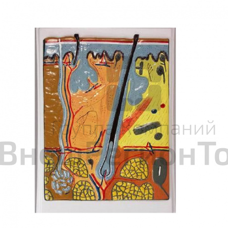 Модель барельефная "Строение кожи".