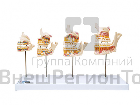 Модель развития зубов.