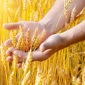 Комплект лабораторного оборудования "Сельскохозяйственные культуры"