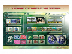 Электрифицированный стенд "Уровни организации жизни"