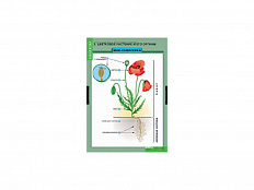 Таблицы" Общее знакомство с цветковыми растениями" 6 шт.