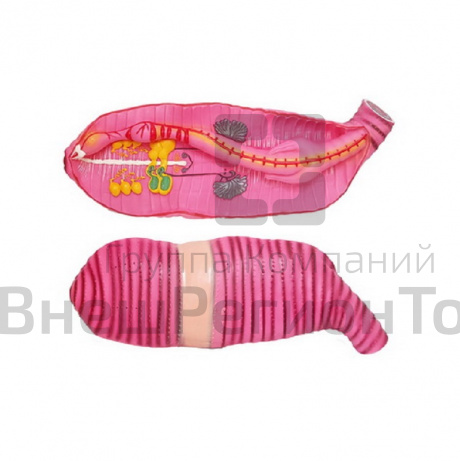 Модель "Дождевой червь".