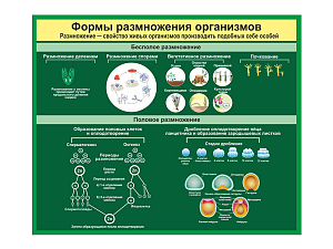 Стенд Формы размножения организмов