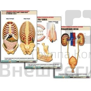 Комплект таблиц "Анатомия" (21 шт.) (лам.).