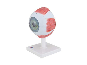 Модель глаза, 13x14x21 см