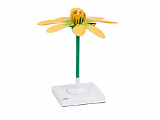 Модель цветка чистяка весеннего