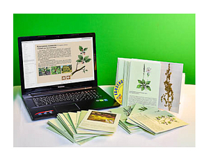 Гербарий натурально-интерактивный Дикорастущие растения
