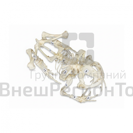 Скелет лягушки.