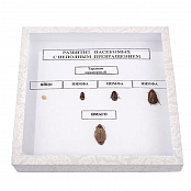 Коллекция энтомологическая "Развитие насекомых с неполным превращением"