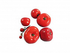 Набор муляжей Дикая форма и культурные сорта томатов