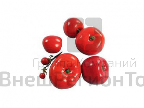 Набор муляжей Дикая форма и культурные сорта томатов.