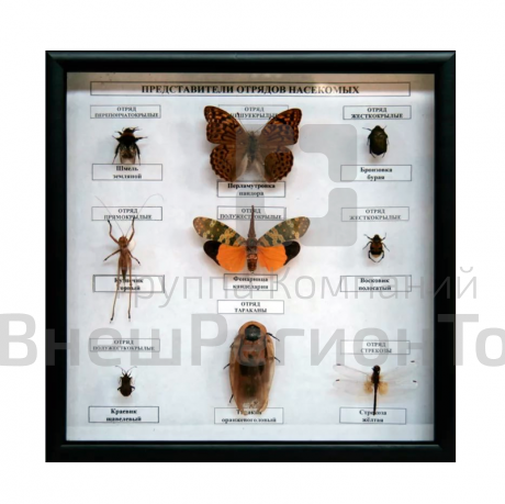 Коллекция энтомологическая "Представители отряда насекомых".